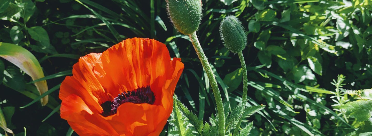 Evergreenstories.de