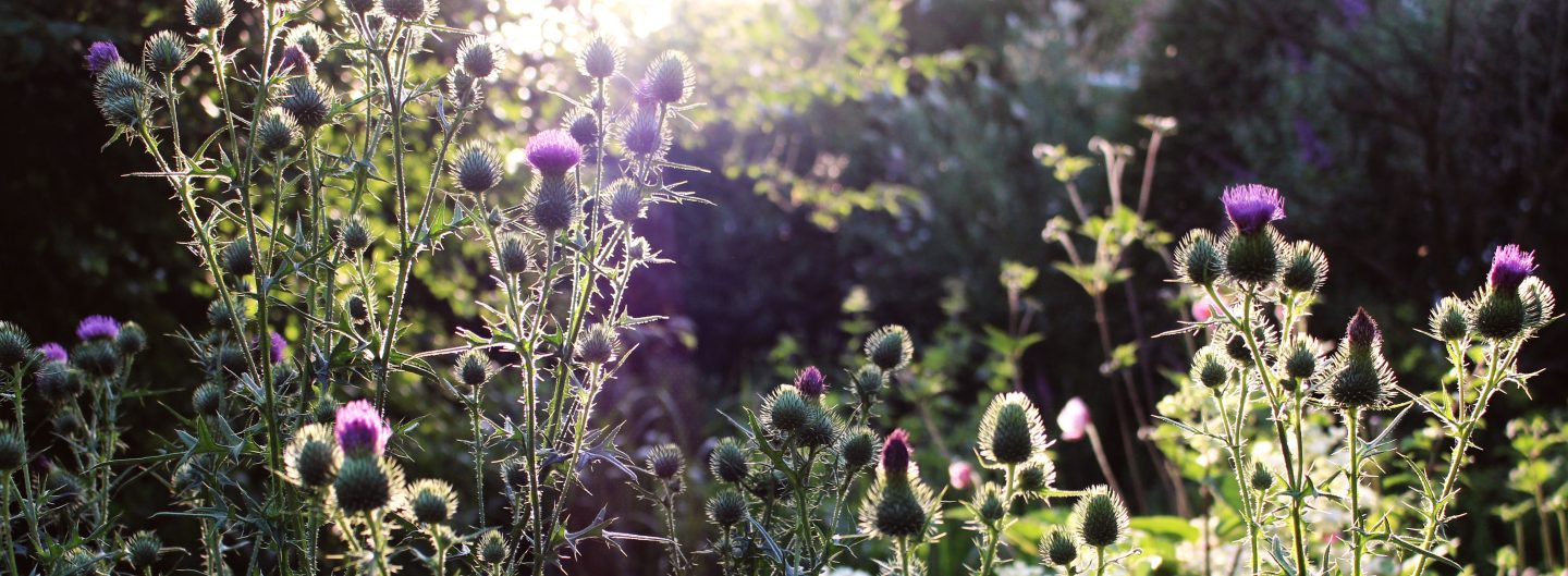 Evergreenstories.de