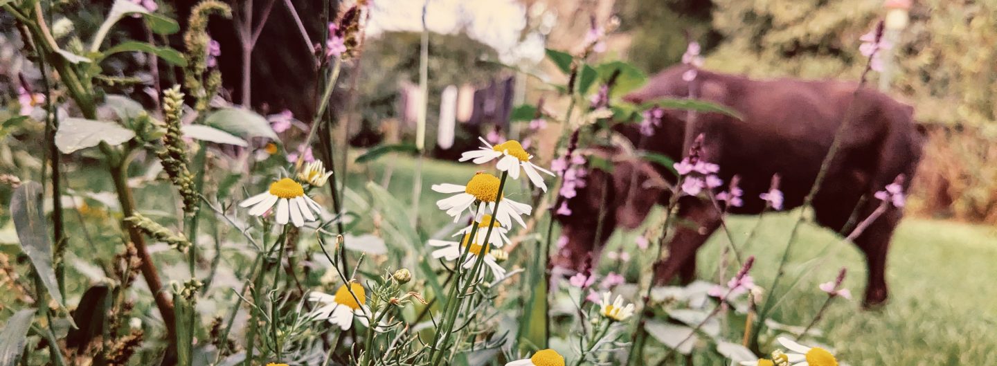 Evergreenstories.de